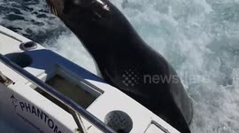 Sea lion leaps into boat and steals fish!