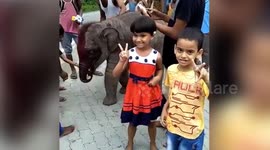 Baby elephant strays into residential area, plays with kids in Indian town