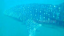 Rare whale shark swims alongside boat in southern Thailand