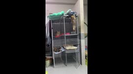 Clever cat climbs out of its cage