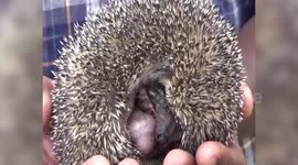 Father-son duo rescues lost hedgehog from road on way to school in south India