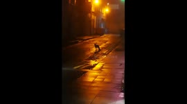 A fox in Dublin city center