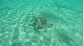 Sea turtle swimming with people at Anse Dufour beach on French Caribbean Martinique island.