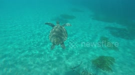 Person filming Sea turtle swimming with GoPro at Anse Dufour beach on French Caribbean Martinique island.