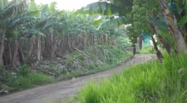 Banana plant field and by the road on Martinique island