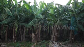 Footage of banana trees by the road on French Caribbean island called  Martinique.