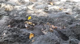 Crab digging hole for his home on sand beach.