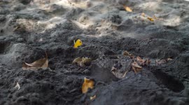 Funny crab digging hole and scratching eye on sand beach
