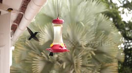 Slow motion video of colibri flying and drinking water.