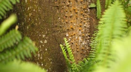 Small lizard on tree with spikes