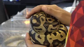 Terrified schoolgirl panics while holding giant snake