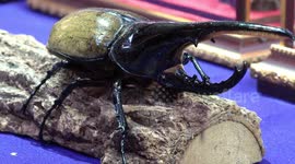 Stunning Hercules Beetle at animal show
