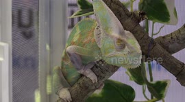 Grumpy veiled chameleon refuses to crack a smile