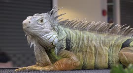 Beautiful iguana amazes crowds at pet show in Bangkok