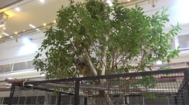 Sloth lounges on tree
