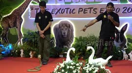 Snake handlers show how to handle cobra