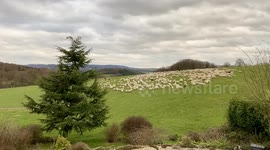 fast sheeps