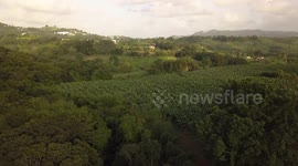 Flying with drone over banana field