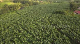 Flying with drone over banana plants