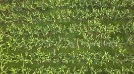 Close up drone footage of bananas plants