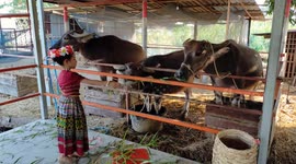 A little girl in traditional Thai dress feeds grass to buffaloes in evening sunlight.