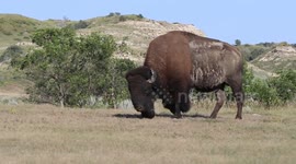 Bellowing Bison speaks his mind