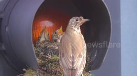 Endangered bird houses its four chicks in nest made inside Yorkshire traffic light