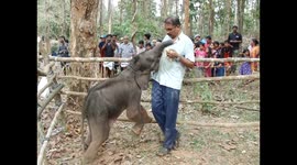 Rescued baby elephant becomes friends with forest guard carers in south India