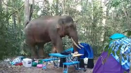 Wild elephant tramples through camp site before stealing bag of food in Thailand