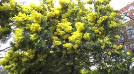Golden mimosa tree is swinging in the wind in Victoria Embankment Gardens in London