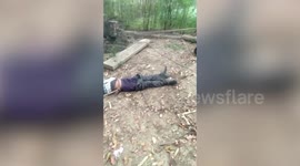 Snakes alive! Cobra crawls out of unconscious man's trousers after he is rescued from well