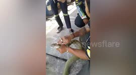King cobra scares woman after slithering onto her balcony in Thailand