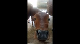 The cow has a special expression when it sees the camera