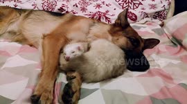 Ferret and German shepherd have become best friends who do everything together