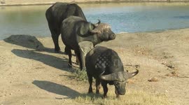 Buffaloes form orderly queue while waiting their turn to have a go on scratching post in South Africa