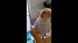 White Cockatiel Knocks On Friend's Door