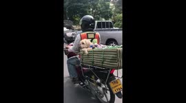 Dog Rides On Back Of Motorcycle Taxi