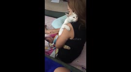Jealous cat wants to be held like a baby