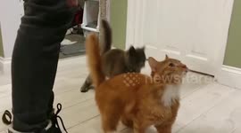Adorable pair of cats constantly wobble due to rare condition