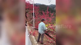 Blooming peach blossom trees cut down at open scenic spot to stop tourists visiting amid COVID-19 outbreak