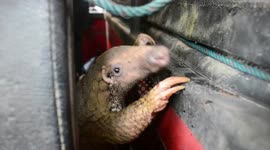 Coronavirus: Pangolins found to carry related strains, say scientists