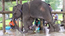 Elephant brutally injured by hunter's snare treated at wildlife sanctuary in Indonesia