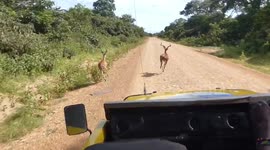 Impala's racing with a safari jeep