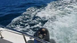 Sea lion returns for more fish!