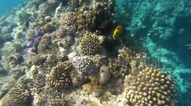 Tourists Guided Spots In Scupa Diving Sharm El Sheikh