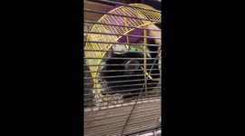 Asher the Adorable, Curious Chinchilla!