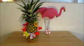 Pineapple's Graduation Day