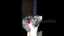 Tiny kitten asleep in hand