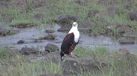 Big Crocodile eats a Fish as a Fish Eagle watches