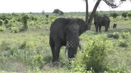 N’watindlopfu - an African Elephant bull with huge tusks